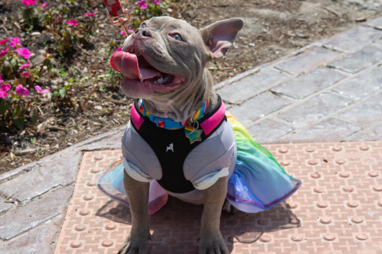 Grayslake Pride Parade 2025-93